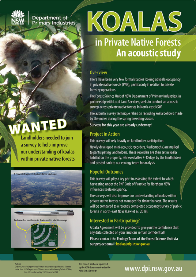 16372 Koalas in private native forest postercropsbleed