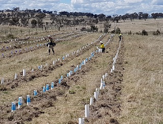 ATG trees eN18