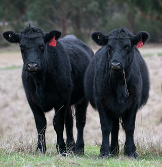 Angus weaners