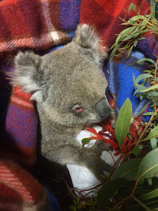 chlamydia koala320