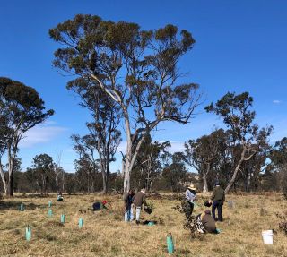 Planting Acacia Park