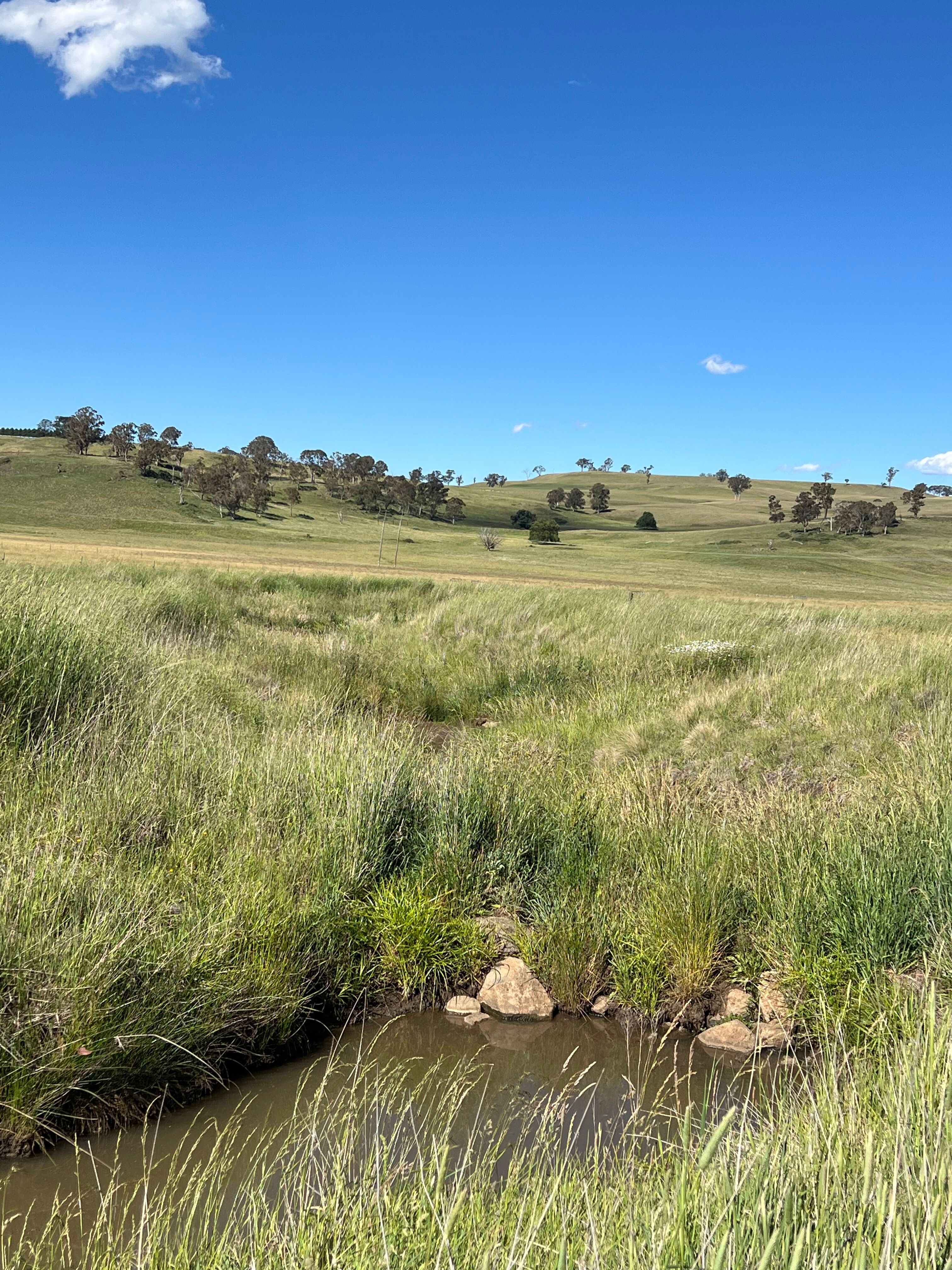 The Urandangie Leaky weir in December 2025, 2 years on Leaky weir two years on