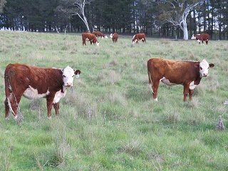 Cows1 320p