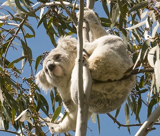 KoalaJustOutsideReserve2016 DavidGeeSmall