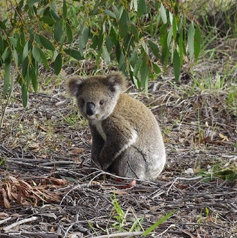 Koala seen by a Landholder at Herbert Park