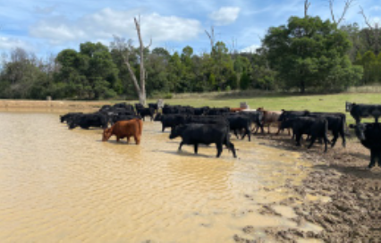 Unfenced Farm Dam RMIT CNPS