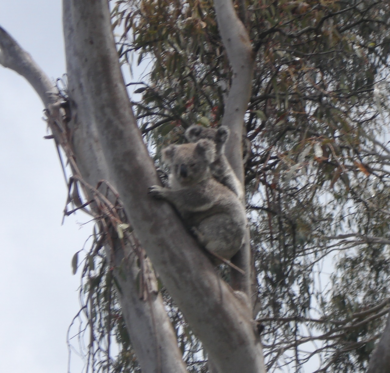 South Armidale Koala