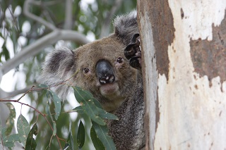 Koala Inverell320