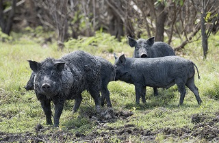 feral pigs320