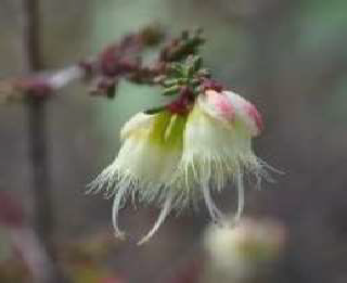 Fairy Bells Image 320p