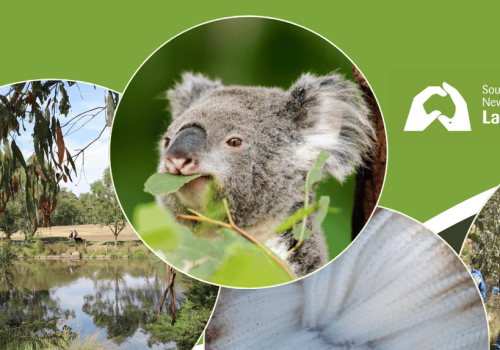 Give Now - Koala Kits for Kids