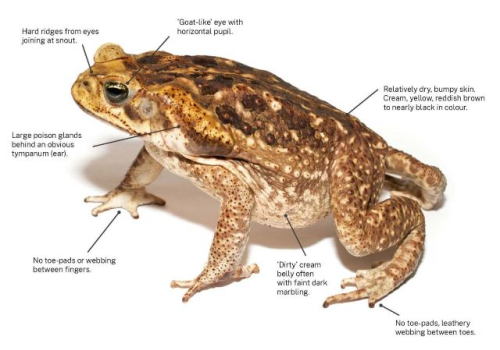 Cane Toads and the Northern Tablelands: Why Early Detection Matters