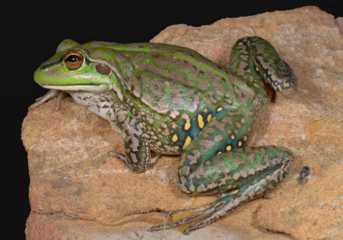 Help find Guyra's Yellow-spotted Bell Frog!