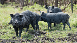  Have your say on the Draft NSW Biosecurity Strategy