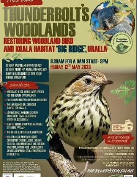 Thunderbolt's Woodlands: Restoring Woodland Bird and Koala Habitat 