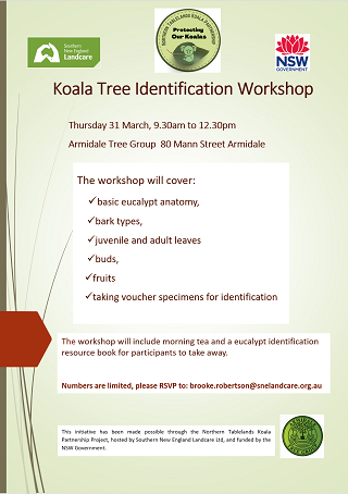 New - Koala Feed Tree ID Training Workshop - evening session