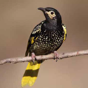 Regent Honeyeaters and their Habitat